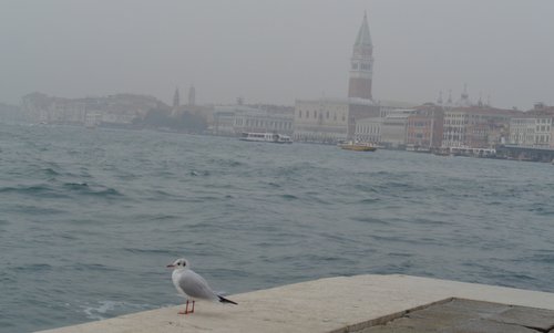 A seagull in Venice, Italy (Copyright © 2023 Anja Zechner / runinternational.eu)