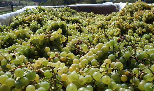 Wine grape harvest (Copyright © 2011 runinternational.eu)