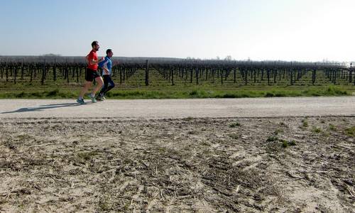 Cjaminade fra Amis - runners in the vineyards near Gonars, Italy (Copyright © 2015 Hendrik Böttger / runinternational.eu)